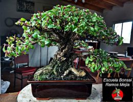 clases bonsai buenos aires Escuela Bonsai Ramos Mejía