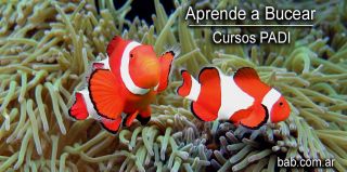 club de buceo buenos aires BUCEO BAB - Buenos Aires Buceo