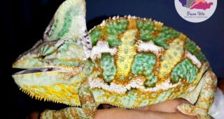 tienda animales exoticos buenos aires Fauna Vets - Veterinarios de animales Exóticos