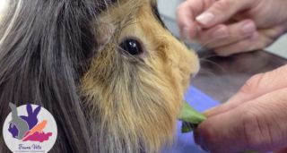 tienda animales exoticos buenos aires Fauna Vets - Veterinarios de animales Exóticos