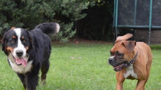 alojamientos para perros en buenos aires Hospedaje Canino Holiday Dogss