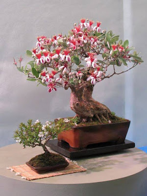 Bonsai perteneciente a mi amigo German Gambaro