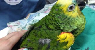 tienda animales exoticos buenos aires Fauna Vets - Veterinarios de animales Exóticos