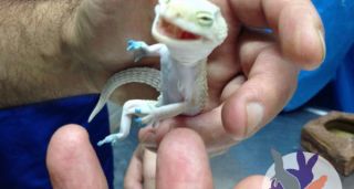 tienda animales exoticos buenos aires Fauna Vets - Veterinarios de animales Exóticos