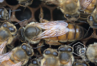 tiendas de miel pura de abeja en buenos aires La abeja reina de Caballito Rojas 237 y sucursal en Alberdi 917.