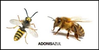 Abejas y Avispas