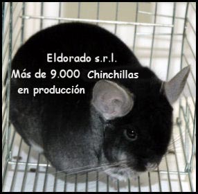 tiendas de jaulas en buenos aires Chinchillas El Dorado