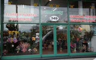 tiendas para comprar tulipanes buenos aires Amancay Eximport S.R.L.