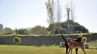 adiestradores de gatos en buenos aires Clases de Adiestramiento Canino RC