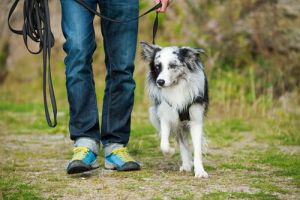 clases adiestramiento perros buenos aires Sakura Adiestramiento