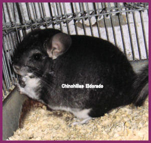 tiendas de jaulas en buenos aires Chinchillas El Dorado