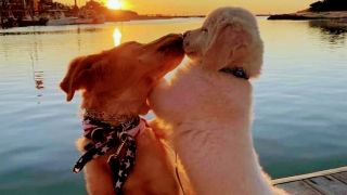 cementerio de mascotas buenos aires CREMACIONES DE MASCOTAS