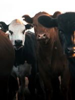 mercado de ganado buenos aires Consignataria Los Queñes