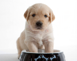 guarderia para perros buenos aires Naricitas Frias Capital Federal