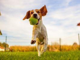 clases adiestramiento perros buenos aires Sakura Adiestramiento