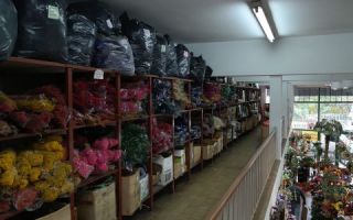 tiendas para comprar tulipanes buenos aires Amancay Eximport S.R.L.