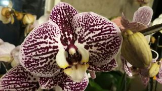 cultivo de orquideas buenos aires Agave Orquídeas