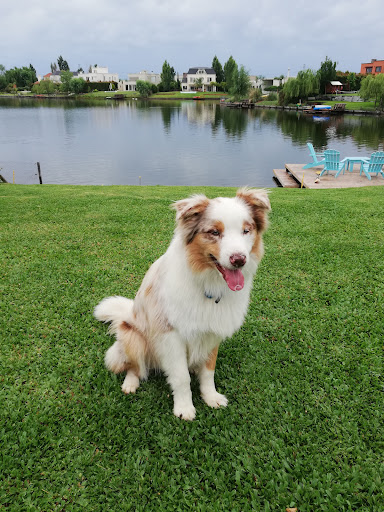 ESCUELA CANINA Leonardo Tiscornia SUCURSAL COLEGIALES