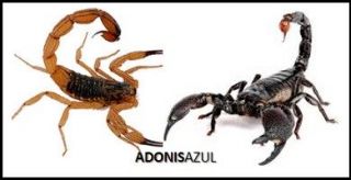 Alacranes y Escorpiones