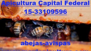 honey stores buenos aires APICULTURA ARGENTINA ABEJAS