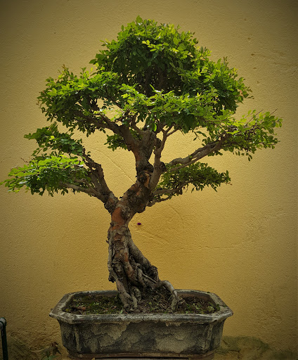 Escuela Bonsai Ramos Mejía