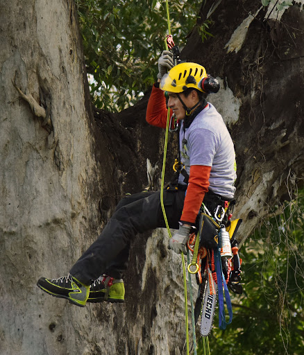 Poda de arboles en altura. WAGNER PODAS