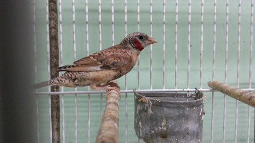 Mapache Pajarería Acuario