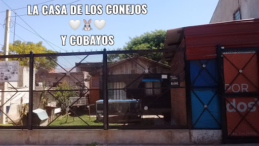 Venta De Conejos y cobayos